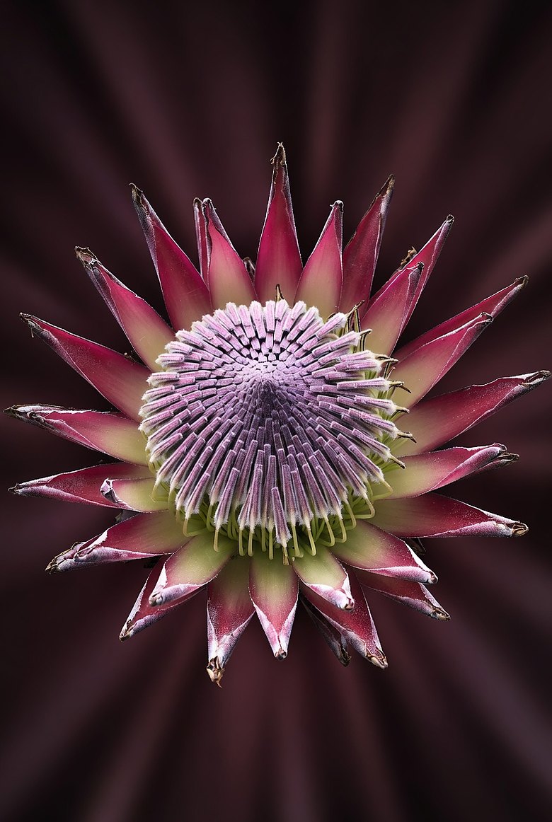 A King Protea opening